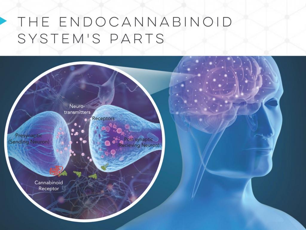 The Endocannabinoid System | BHC's CanView Marketplace