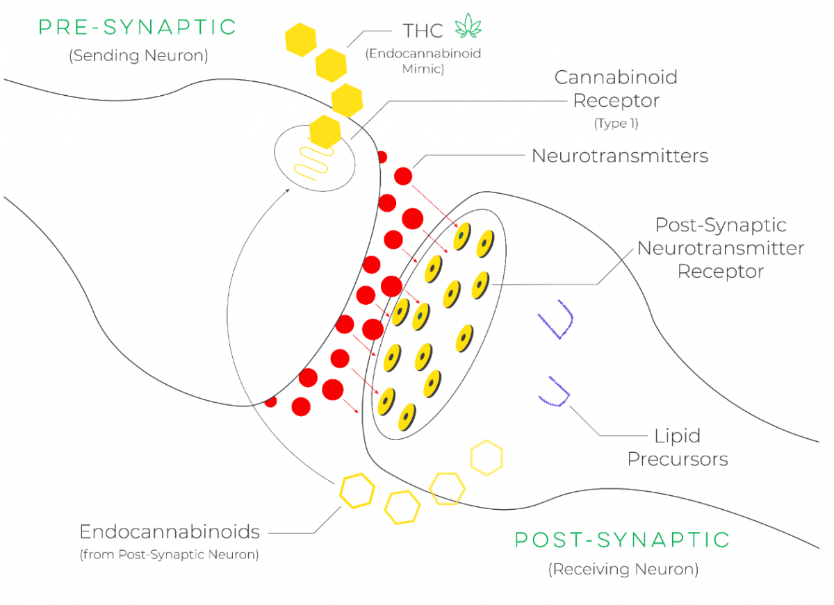 The Endocannabinoid System Bhcs Canview Marketplace 7861