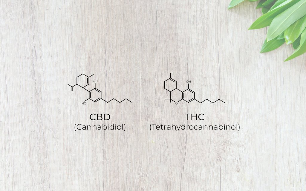 Difference between CBD and THC cannabis medicine